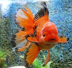 an orange and black fish with its mouth open