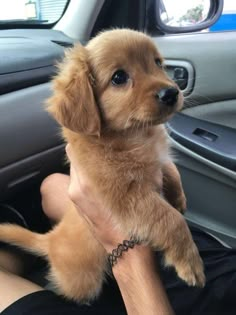 a small brown dog sitting on top of a person's lap in a car