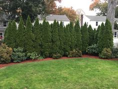 a large group of trees in front of a house