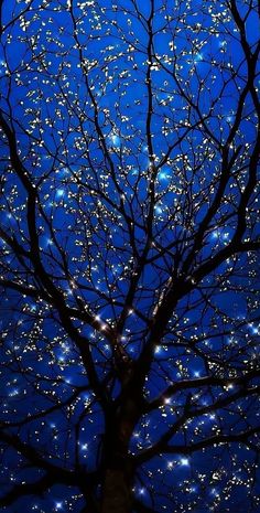 the branches of a tree are lit up at night with lights on them and stars in the sky