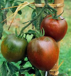 three tomatoes are growing on the plant in the garden, ready to be picked from the tree