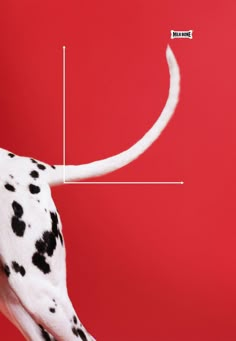 a dalmatian dog with its head in the shape of a cross on a red background