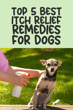 Top 5 Best Itch Relief Remedies for Dogs Stop Dog Itching, Itch Relief For Dogs, Natural Itch Relief, Itch Relief Skin, Itchy Dog Skin, Itchy Skin Remedy