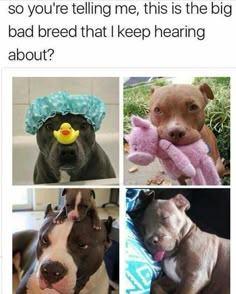 four different pictures of dogs with hats and stuffed animals