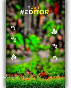 the cover of editor magazine with green grass and leaves