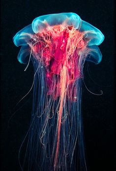 a jellyfish in the water with its tentacles exposed