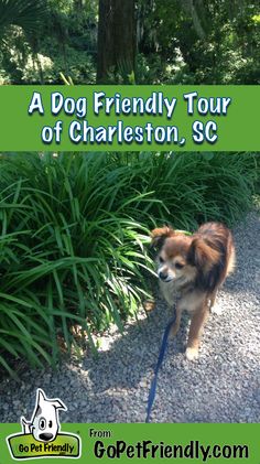 a dog standing on top of a gravel road next to tall grass and trees with the words a dog friendly tour of charleston, sc