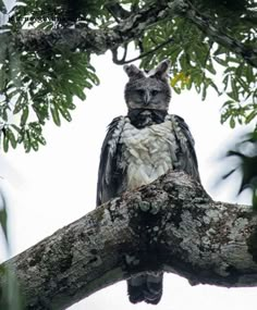 an owl sitting on top of a tree branch