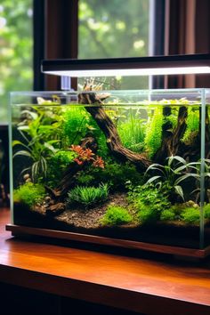 an aquarium filled with plants and rocks on top of a wooden table next to a window