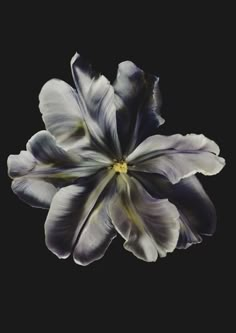 a white and blue flower is in the middle of a black background with yellow stamen