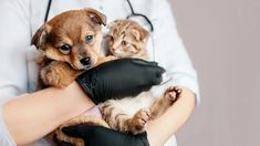 a veterina holding a small kitten in her arms while wearing black latex gloves