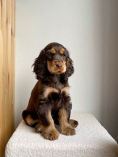 a brown and black dog sitting on top of a white blanket