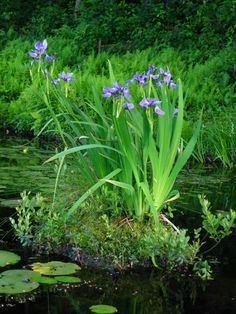 some purple flowers are growing out of the water in front of green plants and lily pads