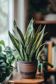 a potted plant sitting on top of a wooden table