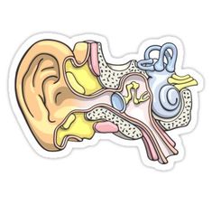 the ear is shown in this sticker