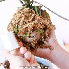 Continue wrapping the moss and secure with thread Orchid Potting Mix, Hanging Orchid, Repotting Orchids, Styrofoam Crafts, Orchid Plant Care, Orchid Roots, Moss Ball, Growing Orchids, Fall Planters