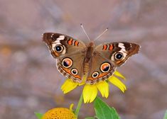 a butterfly sitting on top of a yellow flower