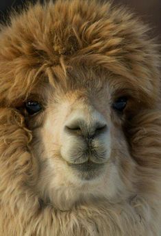 an alpaca is looking at the camera