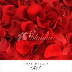 Red Rose Petals Red for valentine's day and wedding season