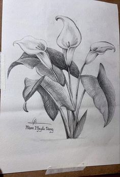 a pencil drawing of some flowers on paper