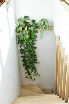 a plant is growing on the wall next to some stairs