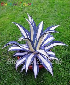 a blue and white plant sitting on top of a green grass covered field with the words interest written below it