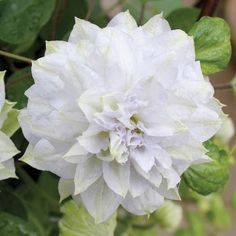 a white flower with green leaves in the background