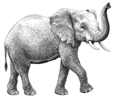 an elephant with tusks standing in front of a white background is drawn by hand