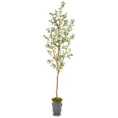 an olive tree in a pot on a white background