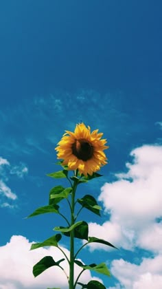 a large sunflower is in the foreground with blue sky and clouds behind it