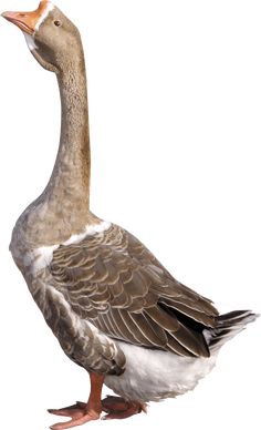 a duck standing on top of a white surface