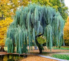 a tree with lots of green leaves next to a pond