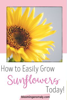 a sunflower with the words how to easily grow sunflowers today on it