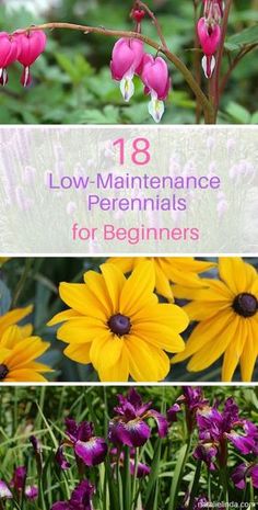 18 Low Maintenance Perennials Low Maintenance Perennials, Perennials Low Maintenance, Blooming Perennials, Long Blooming Perennials, Vegetable Garden Planner, Vegetable Garden For Beginners, Sun Perennials, Organic Vegetable Garden, Garden Planner