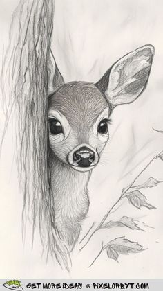 a pencil drawing of a deer peeking out from behind a tree