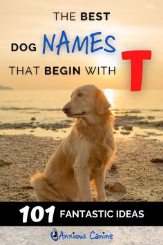 the best dog names that begin with t 101 fantastic ideas for your dog's name