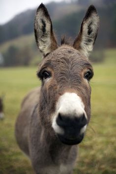 a donkey looking at the camera with mountains in the background