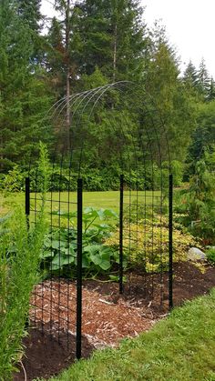 an outdoor garden area with various plants and trees in the background, including trelliss