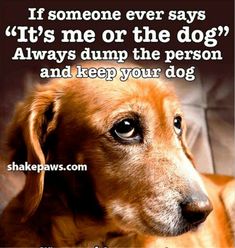 a brown dog sitting on top of a couch next to a quote that says, if someone ever says it's me or the dog always dump the person and keep your dog