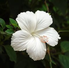 a white flower with green leaves in the back ground and on top of it is an orange stamen