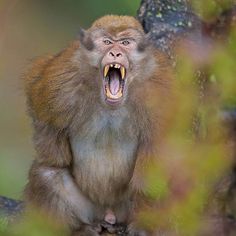 a monkey with its mouth open and it's teeth wide open while sitting on a tree branch