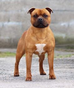 a brown and white dog standing on top of a dirt field