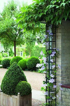 an outdoor area with bushes and flowers on the ground