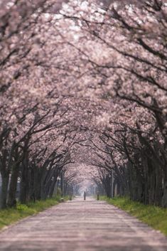 a person walking down a road lined with cherry blossom trees in full bloom on both sides