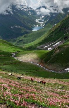 the mountains are covered in green grass and pink flowers