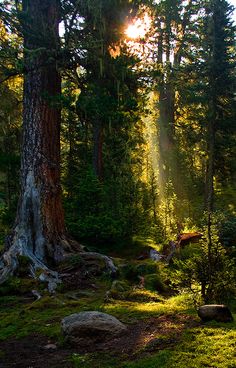 the sun is shining through the trees in the forest with rocks and grass on the ground