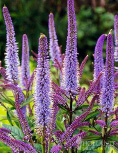 purple flowers with green leaves in the background