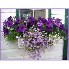 purple and white flowers in a window box