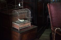 a bird in a cage sitting on top of a wooden table next to a chair