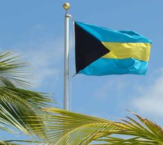 a flag flying in the wind next to palm trees